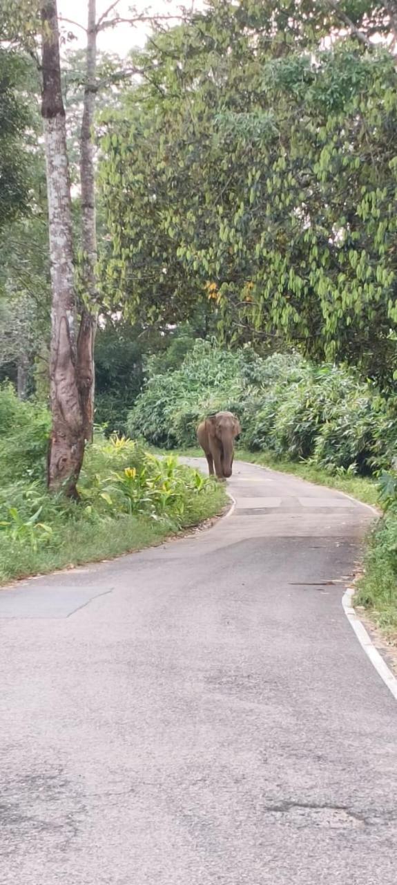 Skyview Villa Athirappilly Luaran gambar